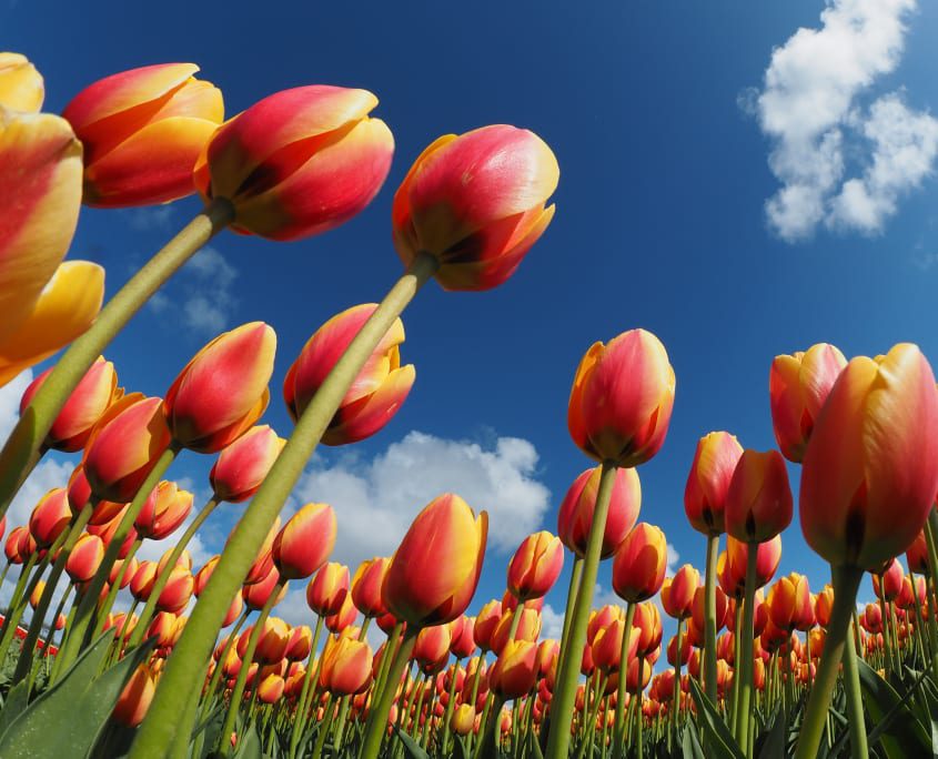 tulips